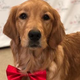 Golden Retrievers and Labrador Retrievers from Can Do Canines Assistance Dogs