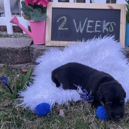 Shiloh Shepherd Puppies from Echo Shilohs