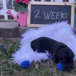 Shiloh Shepherd Puppies from Echo Shilohs