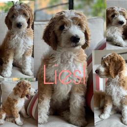 Girl 1 - Fawn and white Sheepadoodle puppy in Montgomery, Texas from BelovedSheepadoodles