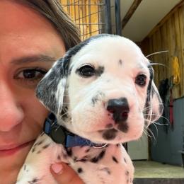 Blue Collar Male - White and black male Dalmatian puppy in Colome, South Dakota from KB Ridgebacks and Dals, LLC