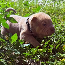 Octapie - Isabella dilute male Chinese Shar-Pei puppy in Lehigh Acres, Florida from Florida Wrinkles