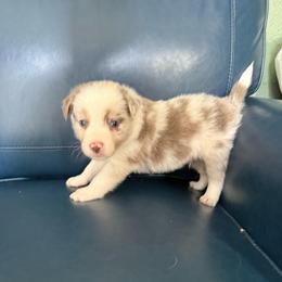 Saturn - Red merle male Border Collie puppy in Grapeview, Washington from Athena’s Collies