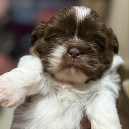 Parti girl - Liver and white female Shih Tzu puppy in Berkeley Springs, West Virginia from Sandridge Shih Tzus