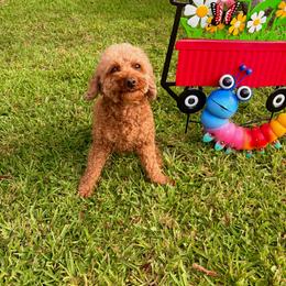 Callie - Poodle