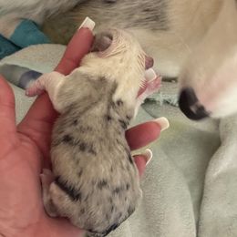 Elsa - Blue merle and white female Cardigan Welsh Corgi puppy in Atascadero, California from California Corgis and Kunes