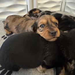 Corina - Dapple female Dachshund puppy in Merryville, Louisiana from Red Hill Dachsunds