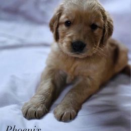 Bernedoodle and Golden Retriever Puppies from Golden Light Puppies