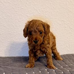 Poppy - Red  female Goldendoodle puppy in Bells, Texas from Partridge Doodles and Poodles