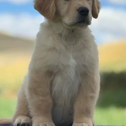 Maple - Golden female Golden Retriever puppy in Touchet, Washington from Northwest Rainbow Aussies and Golden Retrievers