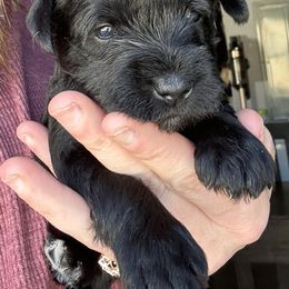 Miniature Schnauzer Puppies from Dishman's Miniature Schnauzers