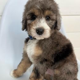 Easton - Blue merle male Bernedoodle puppy in Garrettsville, Ohio from Sunset Family Farm