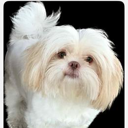 CiCi - Shih Tzu