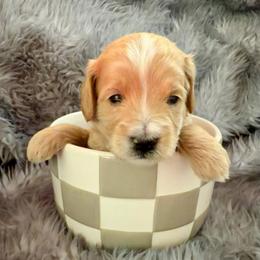 Forrest - Red  male Goldendoodle puppy in Boise, Idaho from Goldendoodle Baby