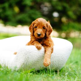 Ginger - Red  female Goldendoodle puppy in Washington from Doodle Love