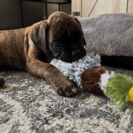 Boxer Puppies from Sergeant's Boxers