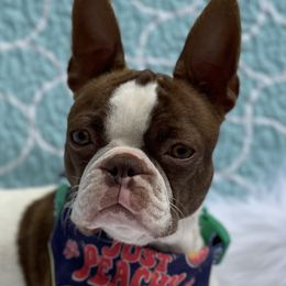 Ginger - Boston Terrier