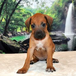 Rhodesian Ridgeback Puppies from Diane Quitoni