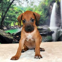 Rhodesian Ridgeback Puppies from Diane Quitoni