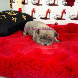 Tallahassee - Blue brindled fawn male Chihuahua puppy in Anderson, South Carolina from Lil Treasures Chihuahuas