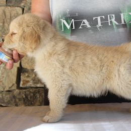 Golden Retriever Puppies from DoubleTake Goldens