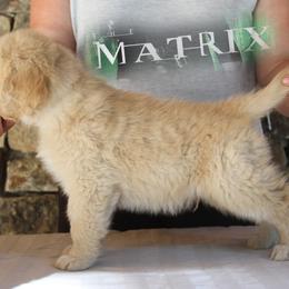 Golden Retriever Puppies from DoubleTake Goldens