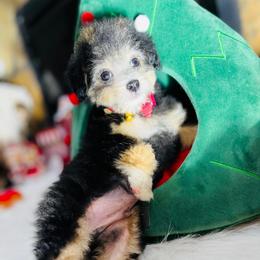 TWILIGHT - Silver male Maltipoo puppy in Sugar Land, Texas from Celebrity Maltipoos