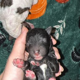 Cookies and Cream - Black male Goldendoodle puppy in Cross, South Carolina from DoodleDandy & Danes