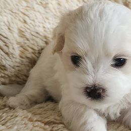 Shichons from S&S Pups