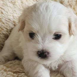 Shichons from S&S Pups