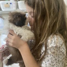 Shih Tzu Puppies from Tiny Bubbles Shih Tzus