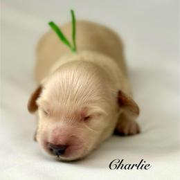 Charlie - Cream male Dachshund puppy in Ormond Beach, Florida from Meadow Ridge Dachshunds