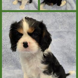 Boy 1 - male Cavalier King Charles Spaniel puppy in Kenosha, Wisconsin from Children's Choice Cavaliers