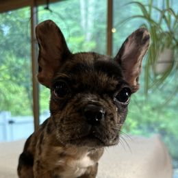 Wendell - Boston Terrier