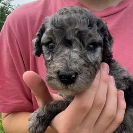 Biscuit - male Australian Mountain Doodle puppy in Sherrills Ford, North Carolina from Magnolia Grove Farms