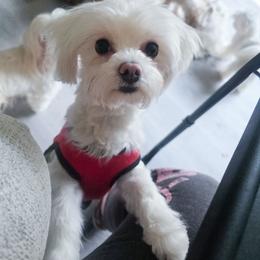 Lois - Maltese