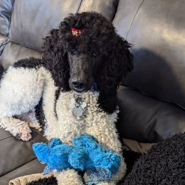 Fern - Poodle