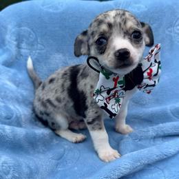 Louis AKC - Blue merle male Chihuahua puppy in Seneca, Missouri from Stephanie’s Puppy Colony