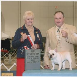 French Bulldog All Grown Up from Hillbuckle's French Bulldogs