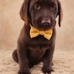 Girl 2 - female Labrador Retriever puppy in Chicago, Illinois from Urbane Retrievers