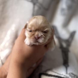 Leni - Liver and white female Shih Tzu puppy in Las Vegas, Nevada from Vegas Shih Tzus
