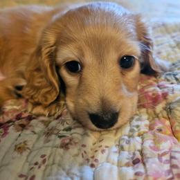 Jasper - Red male Dachshund puppy in Lebanon, Oregon from Willow Moons Dachshunds