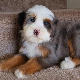 Alanis - Blue merle female Bernedoodle puppy in Floyd, Virginia from Hearts and Paws Poodles and Doodles