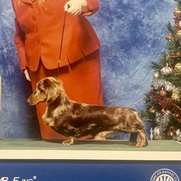 Heyday  - Dachshund
