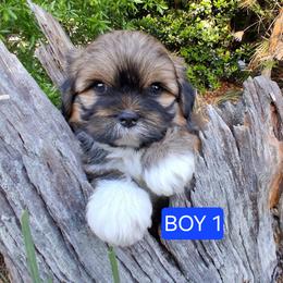 BOY 1 FLORIDA AKC MULTI CHAMPION ANCESTRY - Red gold male Lhasa Apso puppy in Bell, Florida from Maryann & Kandis