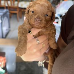 Goldendoodle and Poodle Puppies from Natalia Ovalle