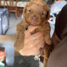 Goldendoodle and Poodle Puppies from Natalia Ovalle