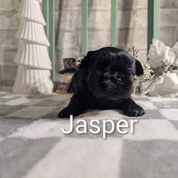 Jasper - Black male Shih Tzu puppy in Poultney, Vermont from Morgan's Shih Tzus