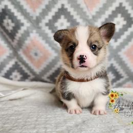Buns DM CLEAR - Red male Pembroke Welsh Corgi puppy in Idaho from Arrowleaf Corgis