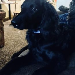 Double Doodle All Grown Up from Delta Double Doodles
